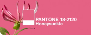 Honeysuckle